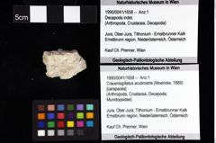 Foto (Objket + Etiketten) von Goniodromites bidentatus (Reuss, 1858) 